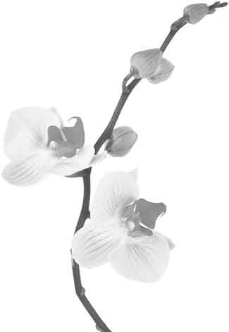 Orchid image